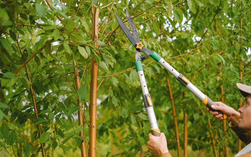 Tree trimming in North Salt Lake, UT